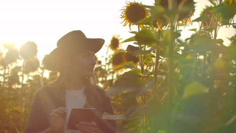 A-biologist-girl-in-a-straw-hat-and-plaid-shirt-is-walking-on-a-field-with-a-lot-of-big-sunflowers-in-summer-day-and-writes-its-properties-to-her-ipad-for-scientific-article.